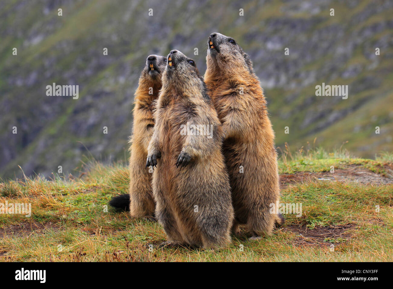 alpine marmot (Marmota marmota), three animals standing together errected  whistling on a patch of grass at a mountain slope, Austria, Hohe Tauern  National Park, Grossglockner Stock Photo - Alamy