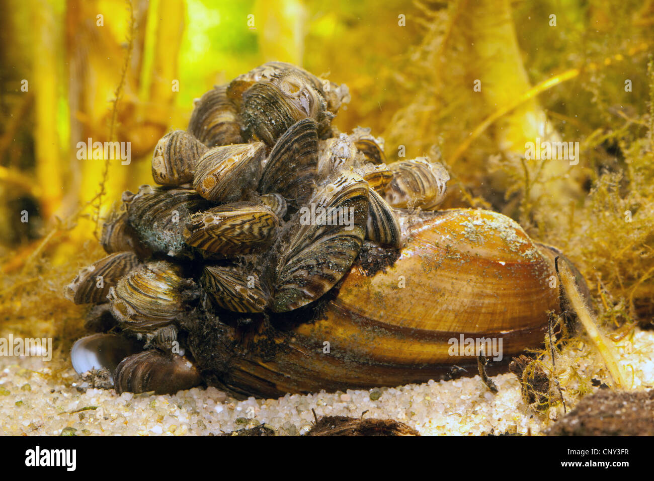 zebra mussel, manyshaped dreissena (Dreissena polymorpha), on Unio
