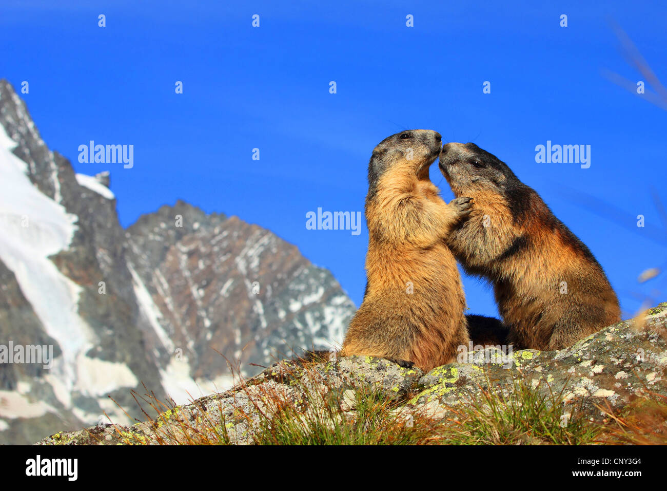 alpine marmot (Marmota marmota), two animals standing errected vis-a-vis in front of a pictoresque mountain sight, Austria, Hohe Tauern National Park, Grossglockner Stock Photo