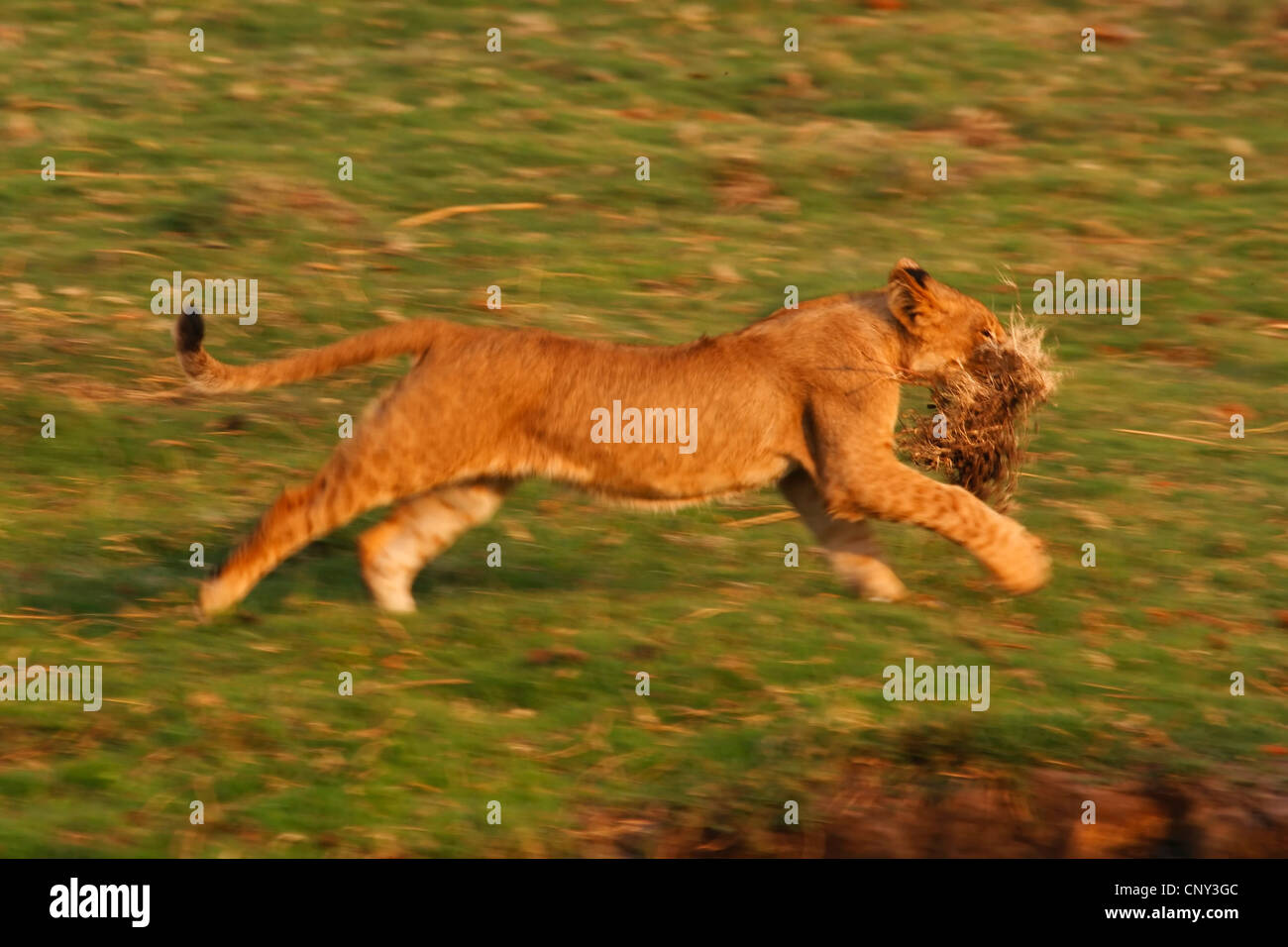 lion (Panthera leo), lion cub moving, Botswana, Chobe National Park Stock Photo