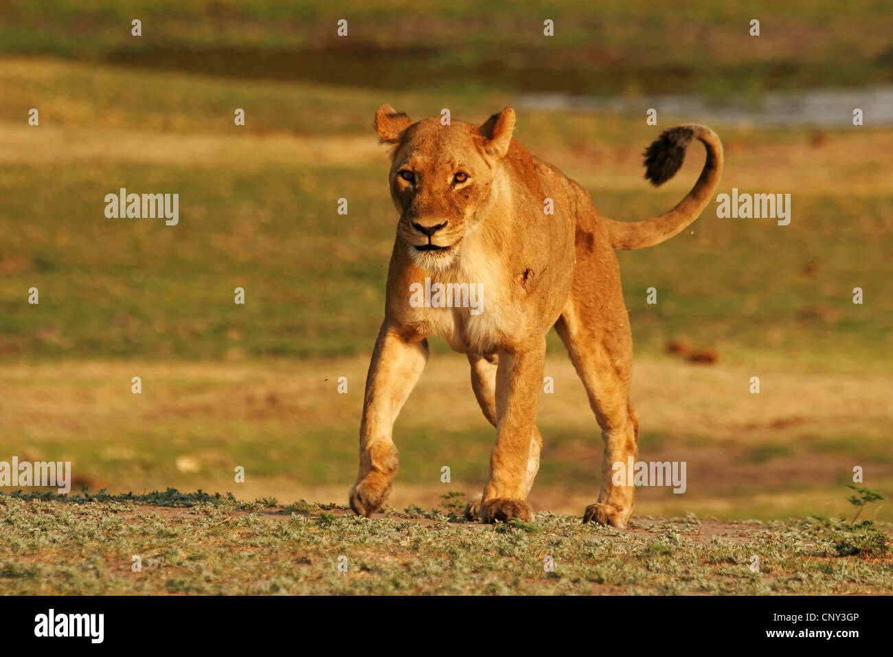 lion (Panthera leo), Lioness, Botswana, Chobe National Park Stock Photo