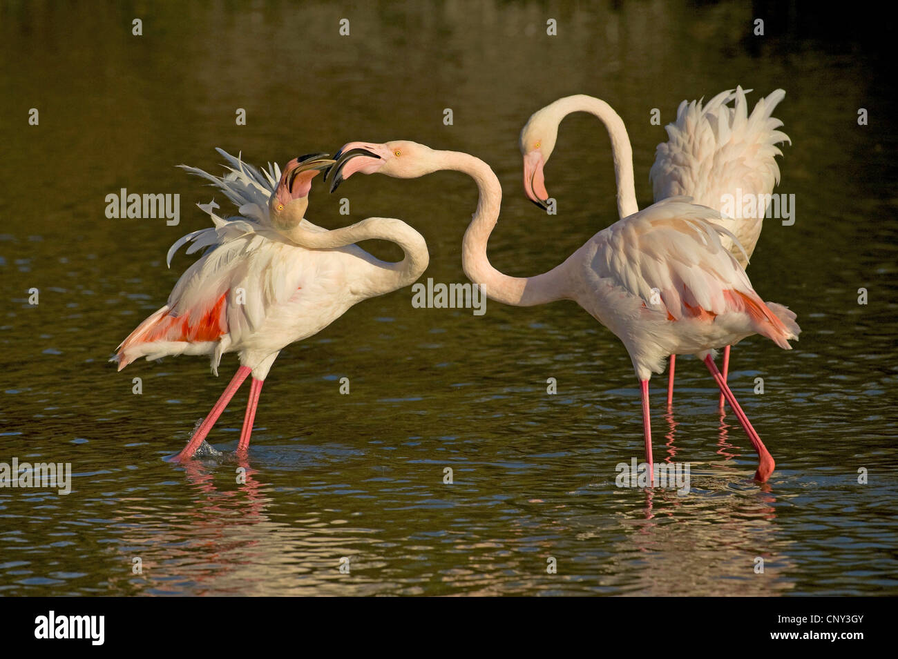 greater flamingo (Phoenicopterus roseus, Phoenicopterus ruber roseus), fighting, France, Provence, Camargue Stock Photo