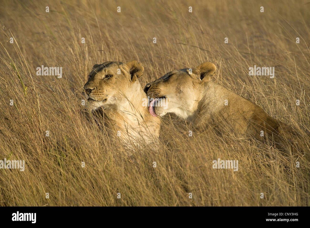 lion (Panthera leo), mother licking her pup, Kenya, Masai Mara National Park Stock Photo