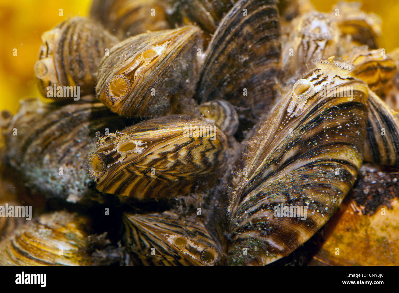 zebra mussel, manyshaped dreissena (Dreissena polymorpha), colony