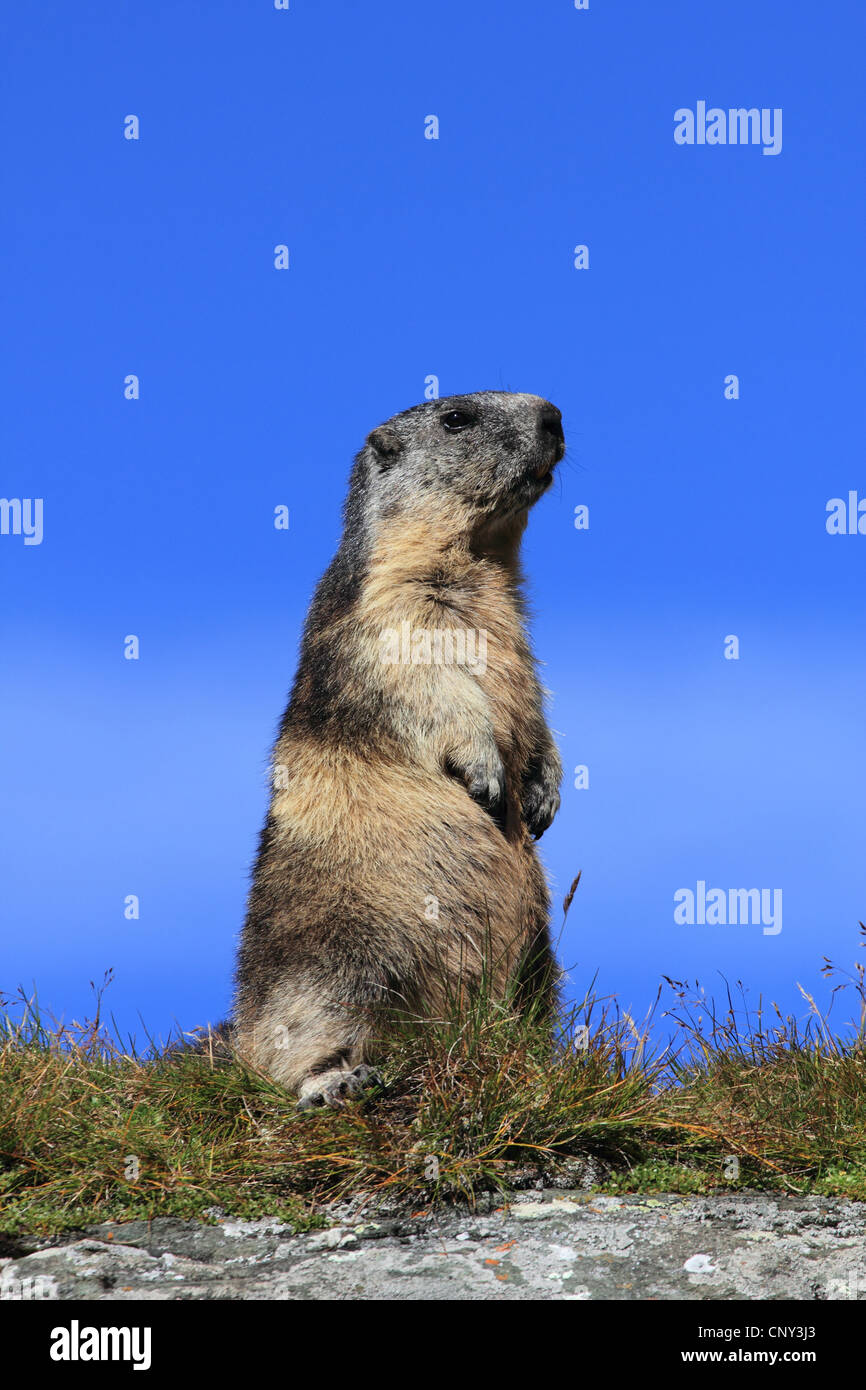 alpine marmot (Marmota marmota), standing errected in the grass, Austria, Hohe Tauern National Park, Grossglockner Stock Photo