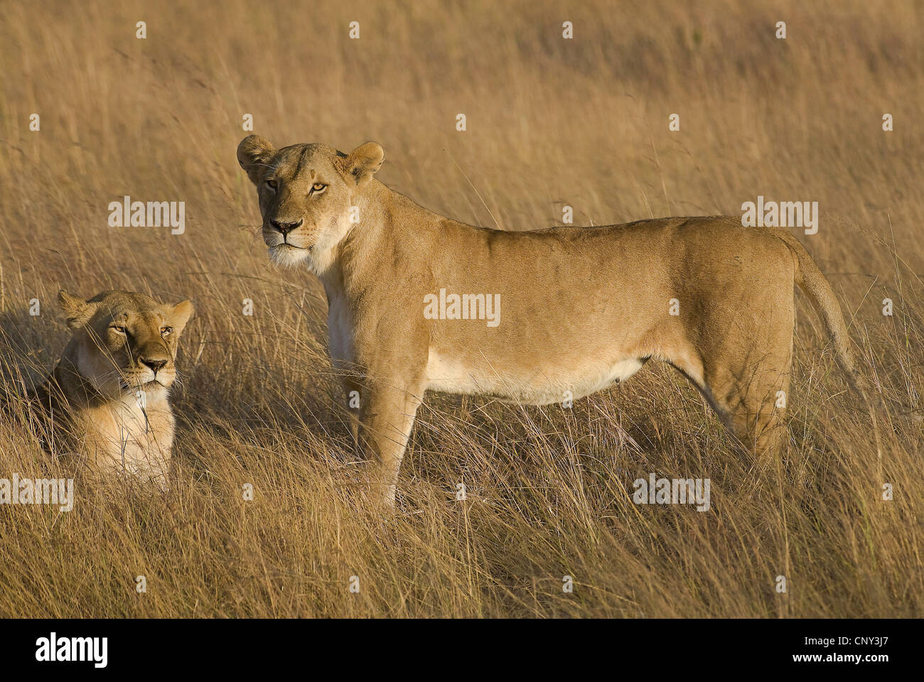 lion (Panthera leo), two lions in savannah, Kenya, Masai Mara National Park Stock Photo