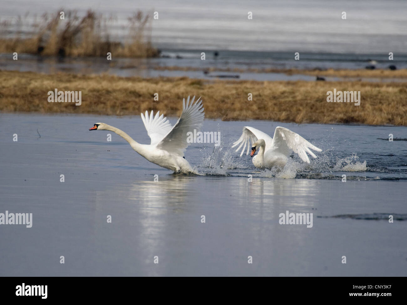 mute swan (Cygnus olor), dominant male is chaching an intruder to it's territory, Sweden, Lake Hornborga Stock Photo