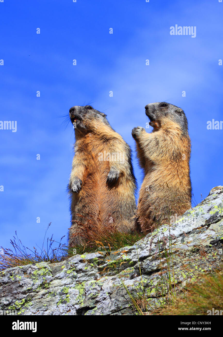 alpine marmot (Marmota marmota), two animals standing together errected on a rock spur, Austria, Hohe Tauern National Park, Grossglockner Stock Photo