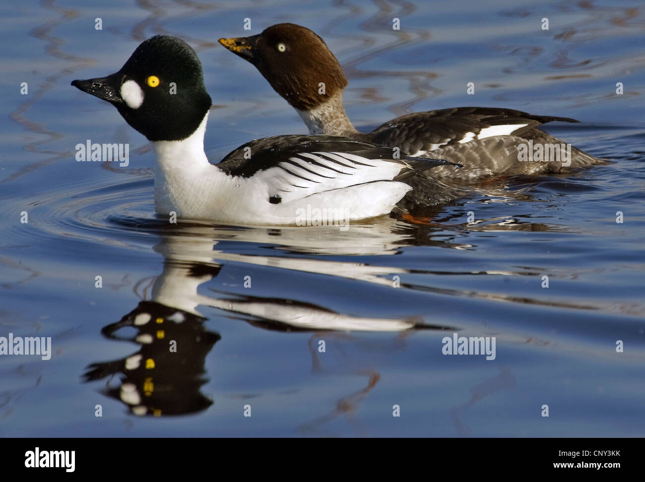 common goldeneye, goldeneye duckling (Bucephala clangula), swimming pair, Sweden, Lake Hornborga Stock Photo