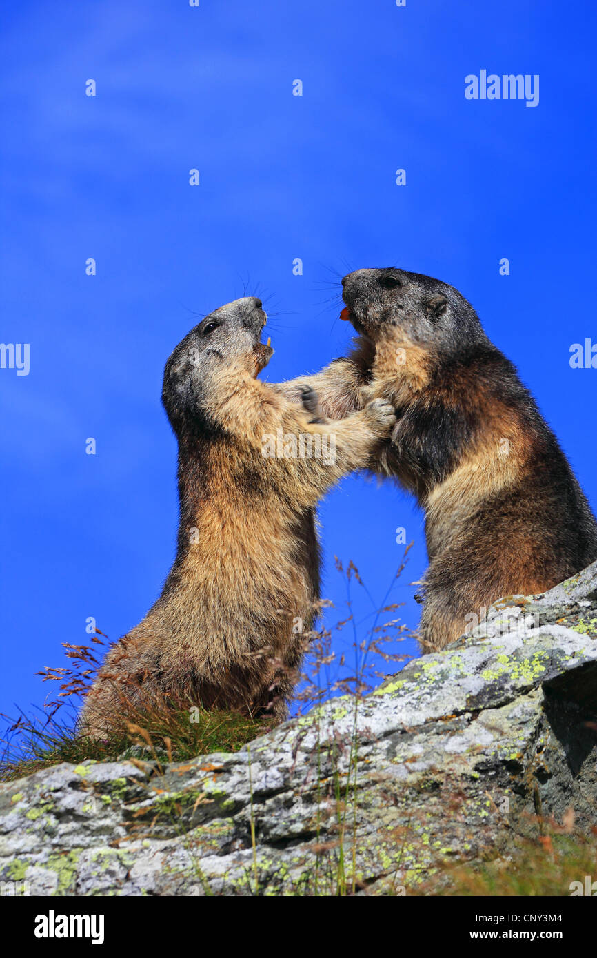 alpine marmot (Marmota marmota), two animals fighting erected on a rock spur, Austria, Hohe Tauern National Park, Grossglockner Stock Photo