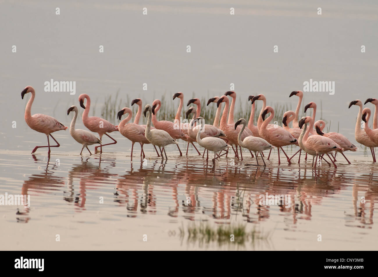 lesser flamingo (Phoenicopterus minor), group in a lake, Kenya, Lake Nakuru National Park Stock Photo