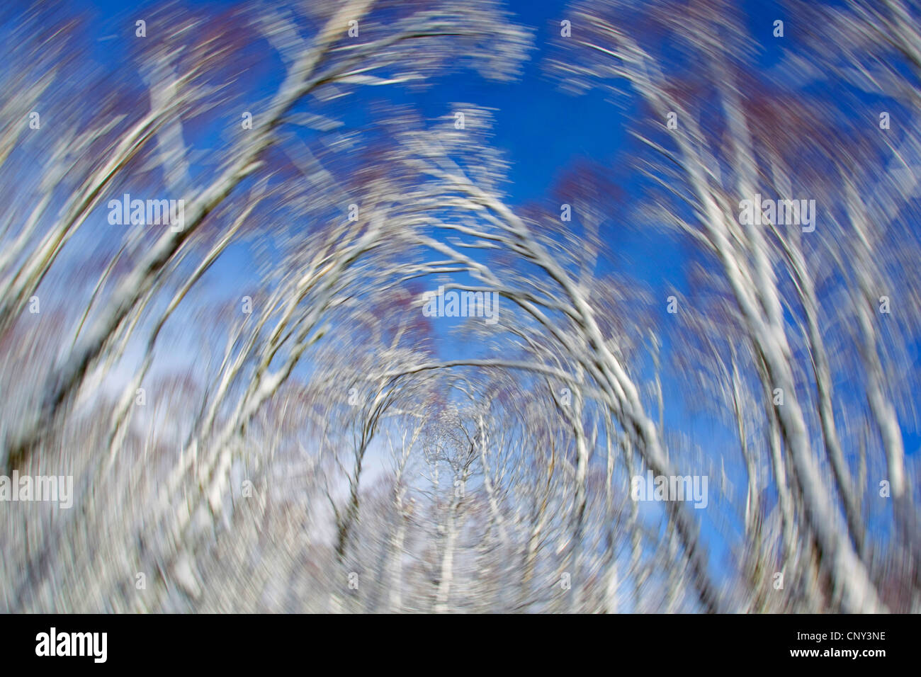 common birch, silver birch, European white birch, white birch (Betula pendula, Betula alba), Abstract of winter birch forest, United Kingdom, Scotland, Cairngorms National Park Stock Photo