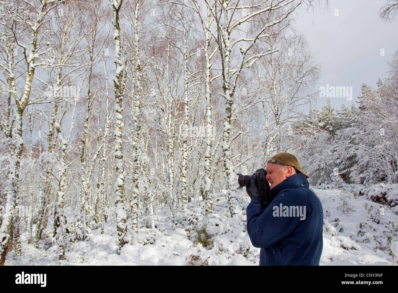 Photographer in winter birch forest, United Kingdom, Scotland, Cairngorms National Park Stock Photo