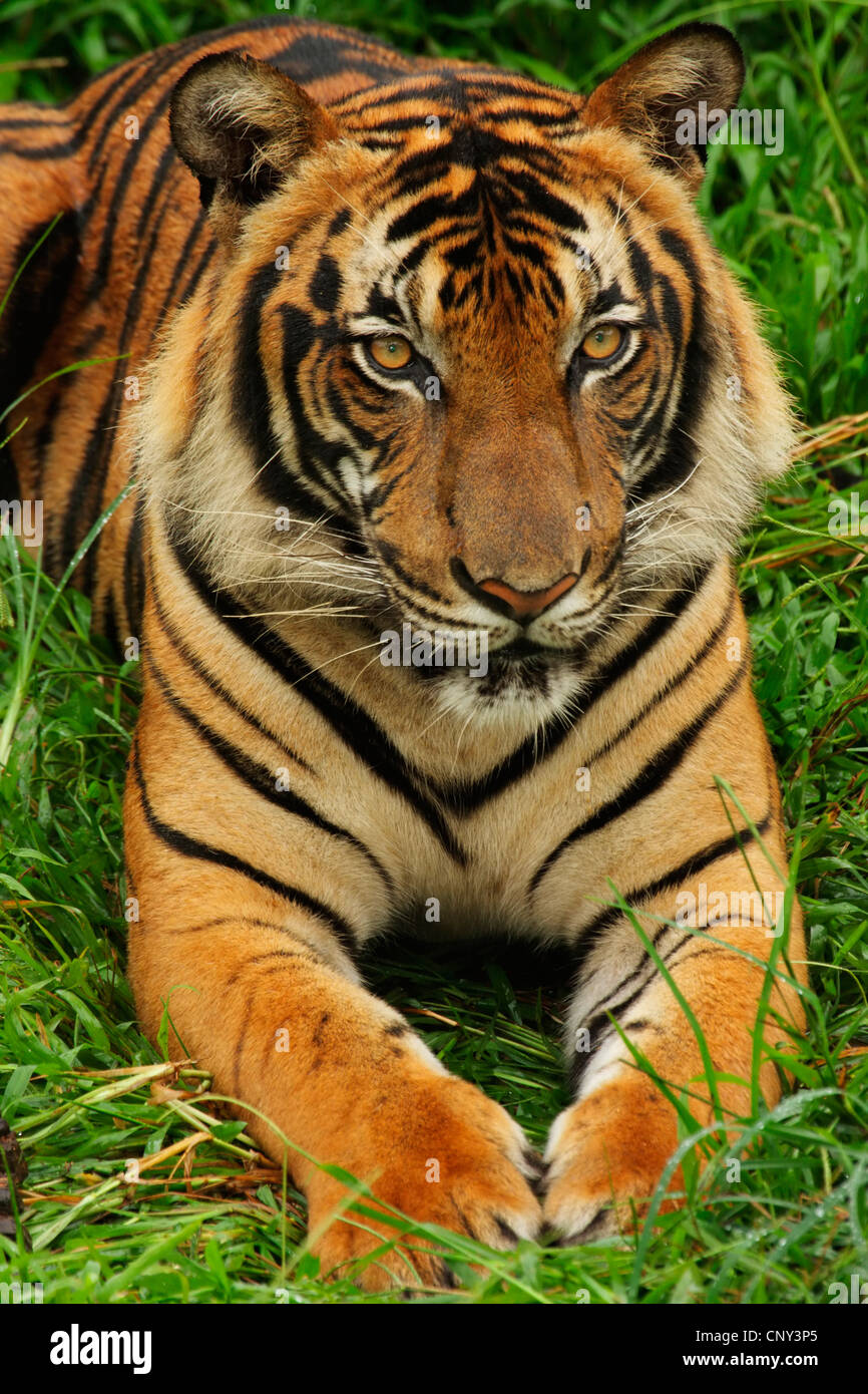 Panthera Tigris Jacksoni