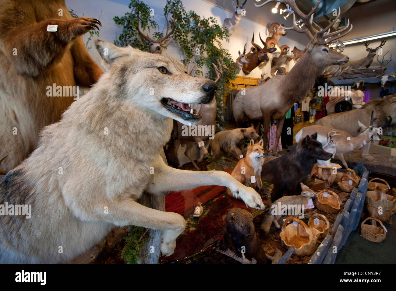 timber wolf (Canis lupus lycaon), Stuffed gray wolf as part of shop trophy animal selection, USA, Wyoming, Grand Teton NP, Jackson Hole Stock Photo