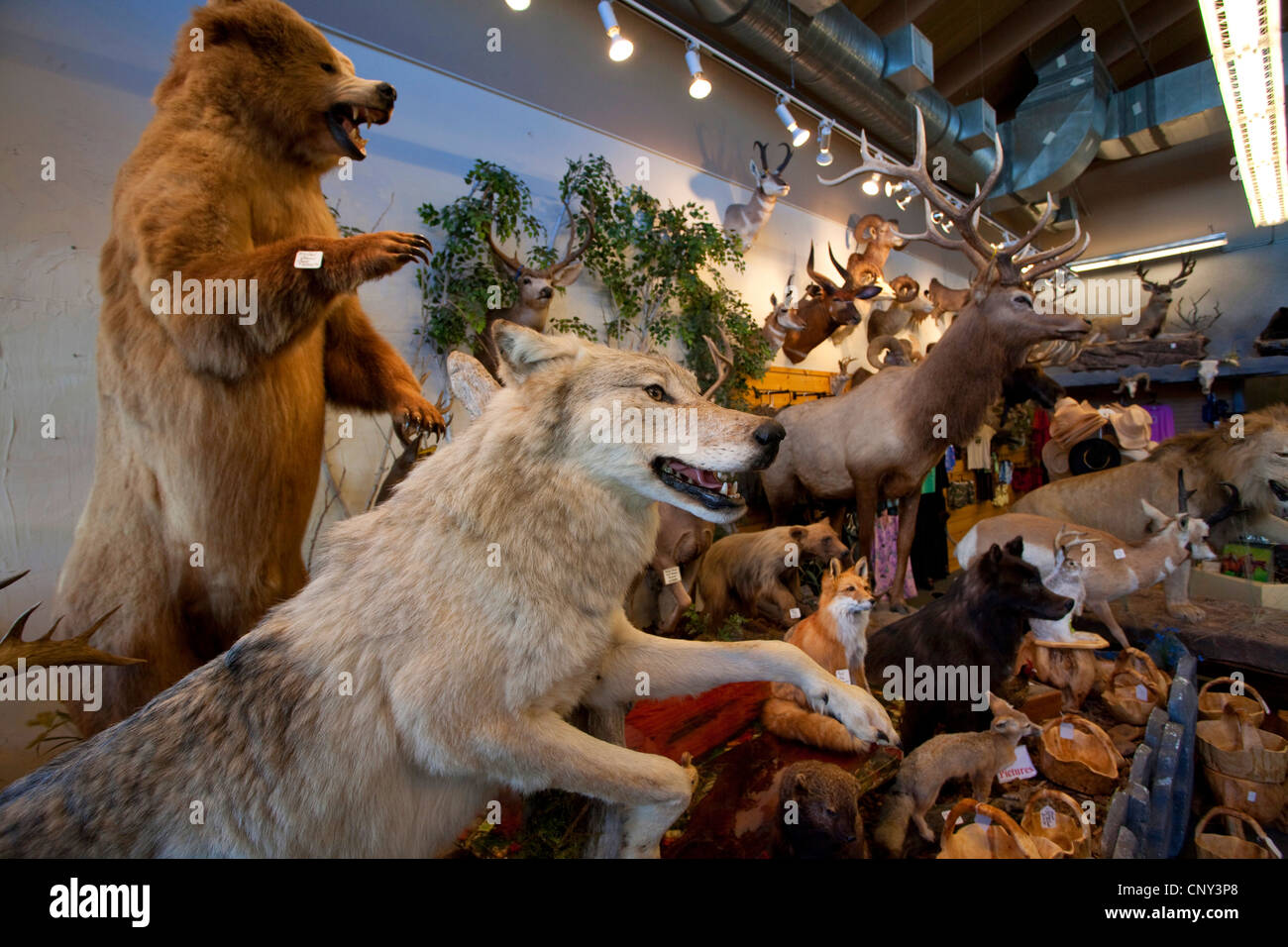 Stuffed gray wolf as part of shop trophy animal selection, USA, Wyoming, Grand Teton NP, Jackson Hole Stock Photo