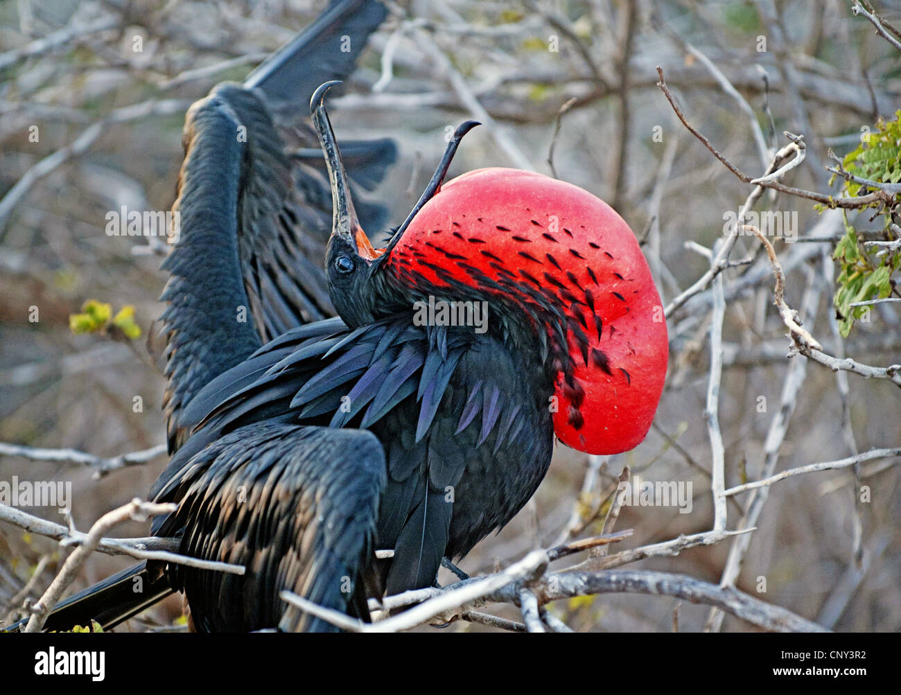 magnificent frigate bird (Fregata magnificens), displaying male with red pouch fully inflated, Ecuador, Galapagos Islands, North Seymour Stock Photo