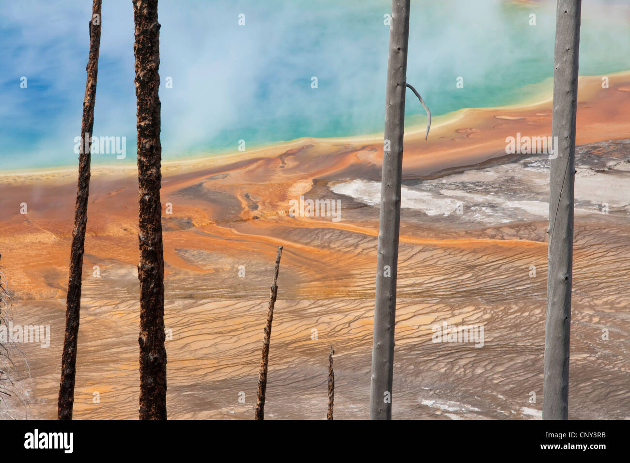 Parched trees in front of Grand Prismatic Spring geothermal area, USA, Wyoming, Yellowstone National Park Stock Photo