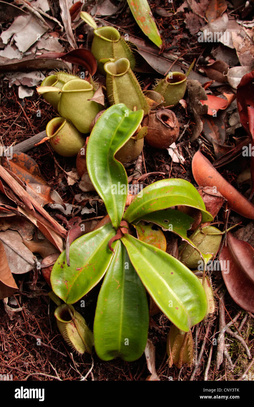 Flask Shaped Pitcher Plant (Nepenthes ampullaria), Malaysia, Borneo, Semenggoh Wildlife Reserve, Sarawak Stock Photo