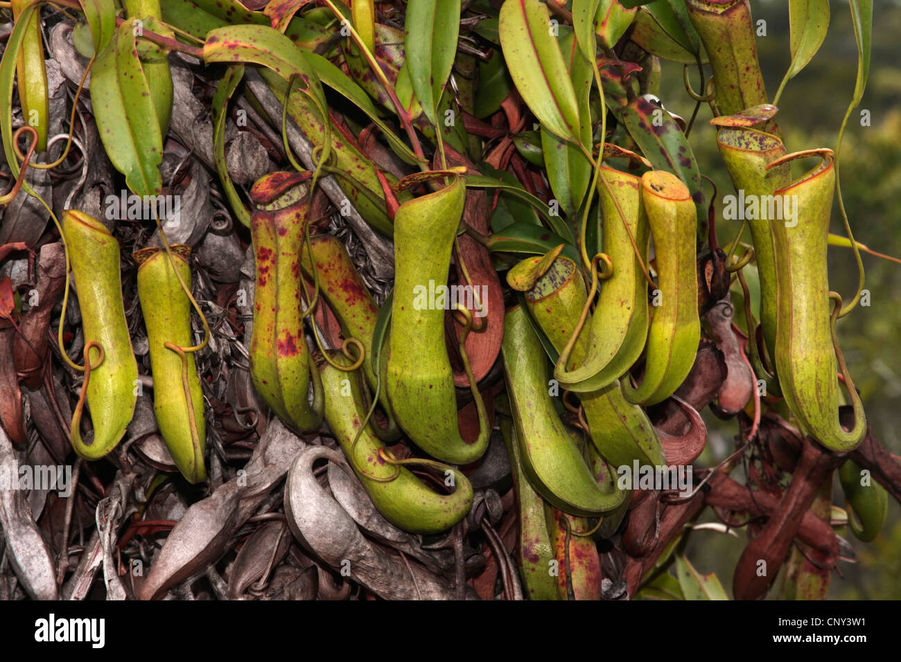 Slender Pitcher Plant (Nepenthes gracilis), leaves, Malaysia, Borneo