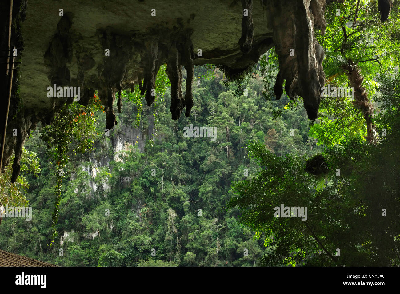view from Niah Caves to rain forest, Malaysia, Borneo, Niah, Sarawak Stock Photo