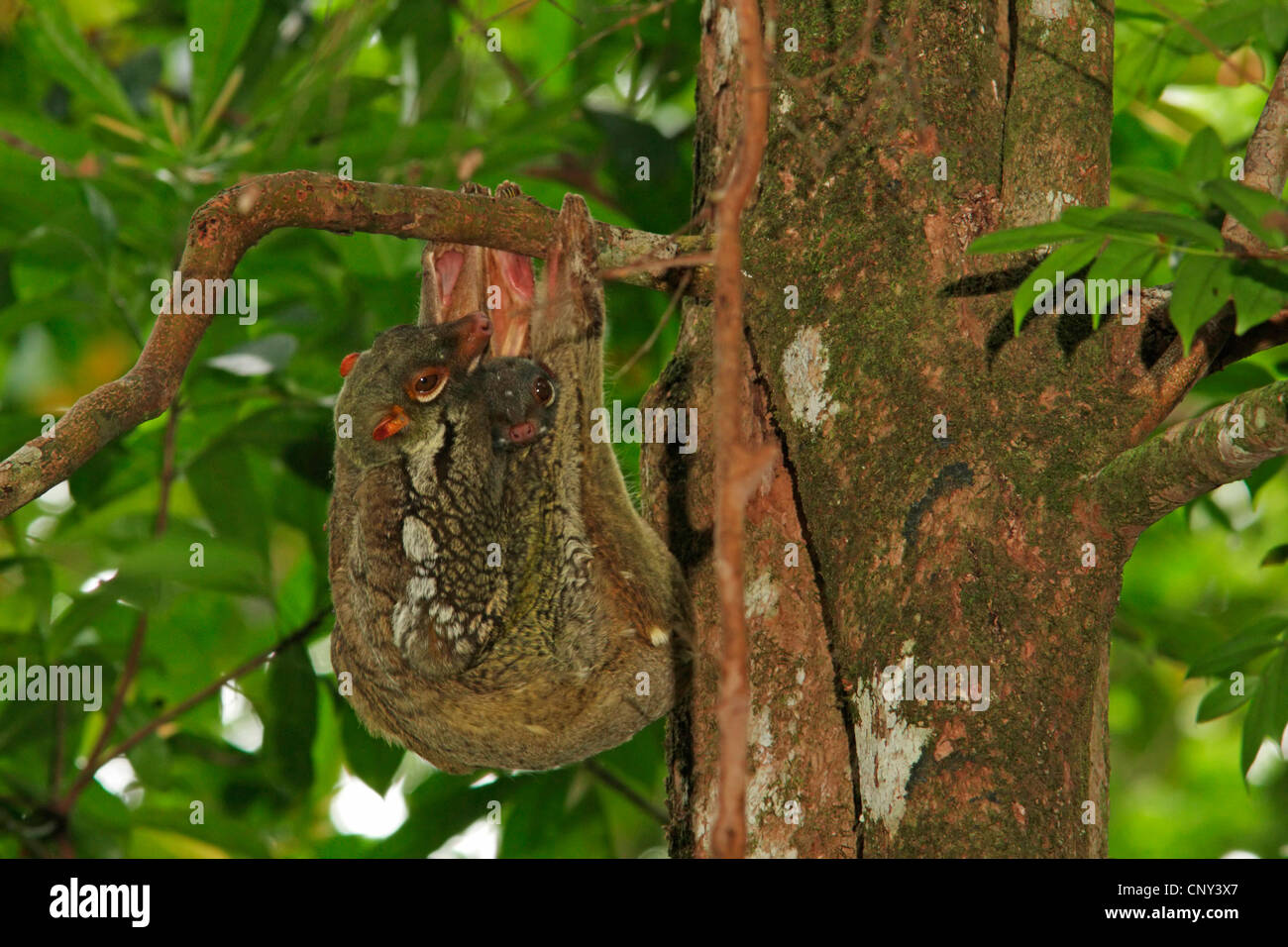 Malayan flying lemur, vobego (Cynocephalus variegatus), mother hanging at a branch with a juvenile, Malaysia, Sarawak, Bako National Park, Borneo Stock Photo