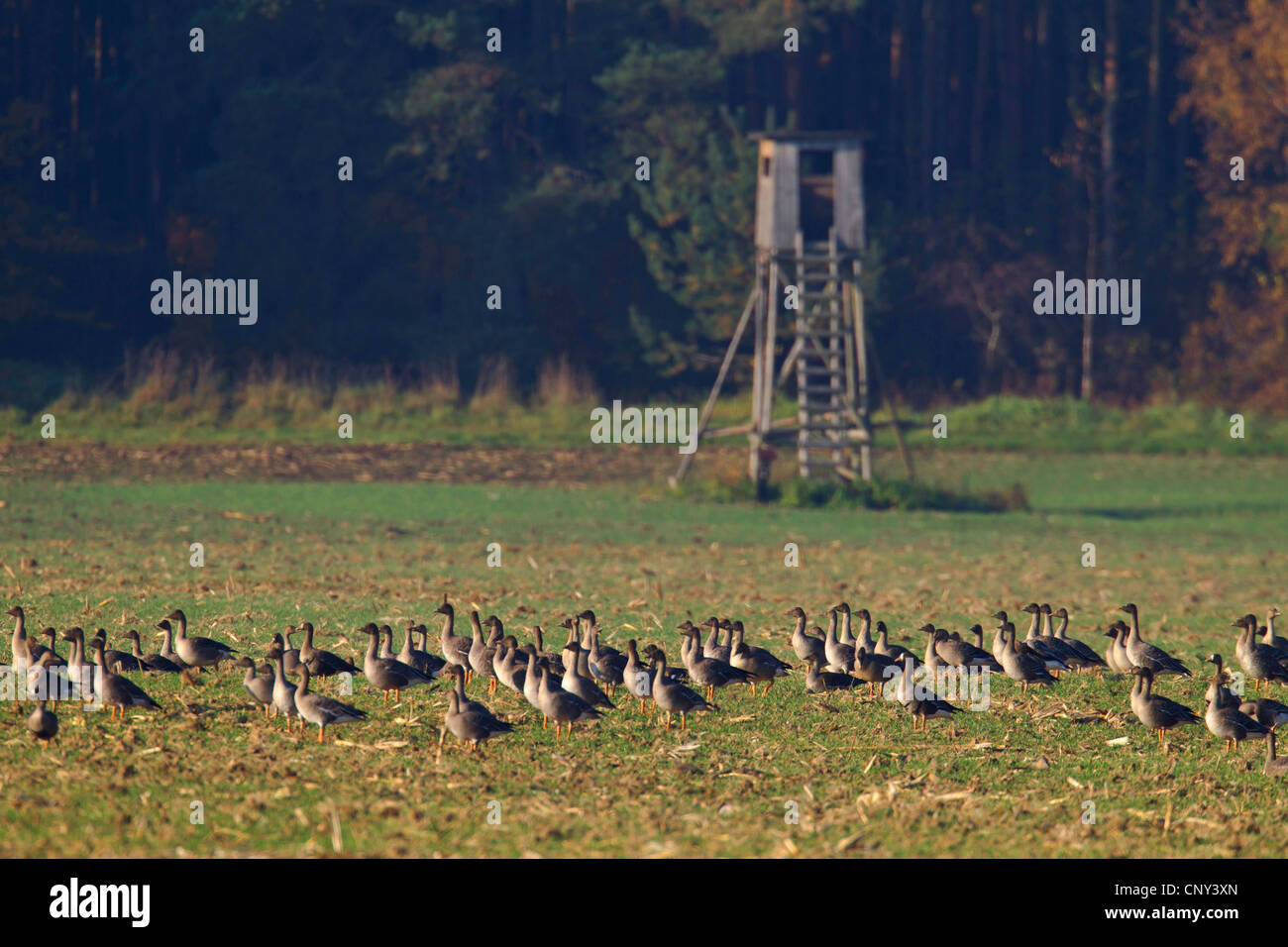 Bean Goose, Taiga Bean Goose (Anser fabalis), flock in front of a raised hide in a stubble field, Germany, Saxony, Biosphaerenreservat Oberlausitzer Heide-und Teichlandschaft Stock Photo