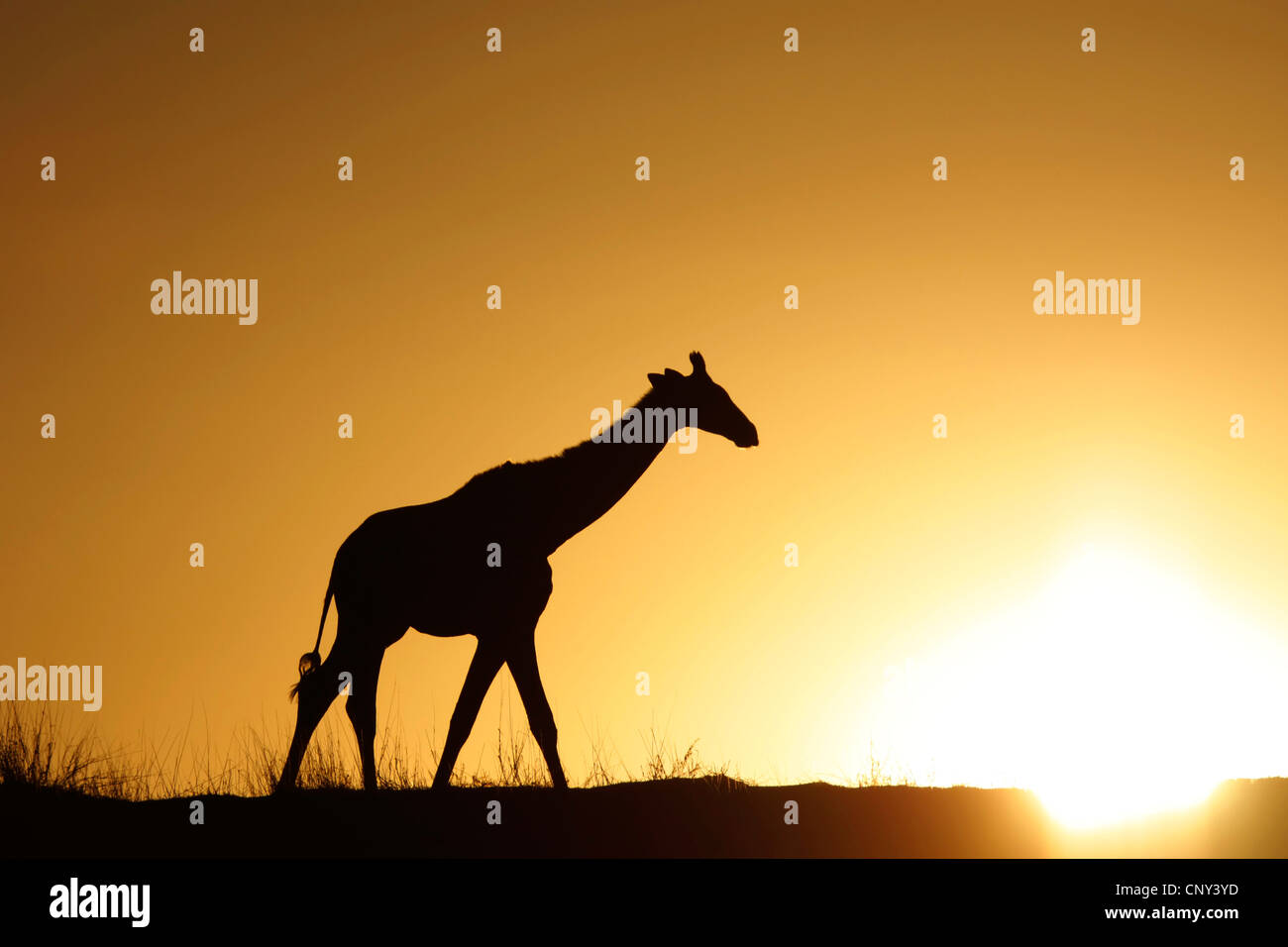 giraffe (Giraffa camelopardalis), walking over the savannah in front of the sunset, South Africa, Northern Cape, Kalahari, Kgalagadi Transfrontier Park Stock Photo