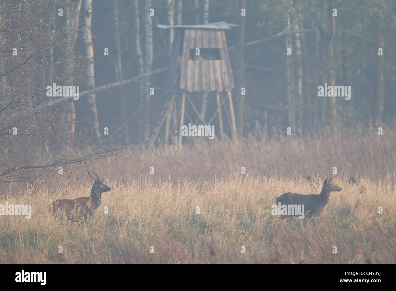 red deer (Cervus elaphus), young bull following a cow through the grass at a forest edge in front of a raised hide, Germany, Saxony, Oberlausitz Stock Photo