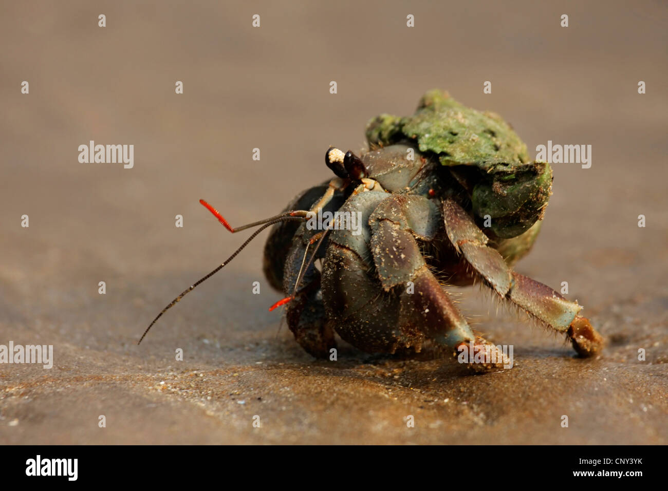 hermit crab at the sand beach, Malaysia, Sarawak Stock Photo Alamy