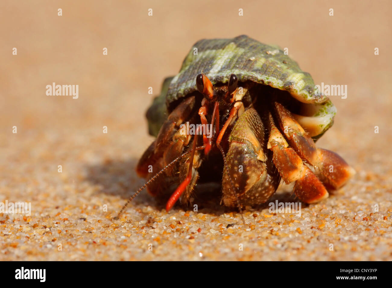 hermit crab at the sand beach, Malaysia, Sarawak Stock Photo Alamy