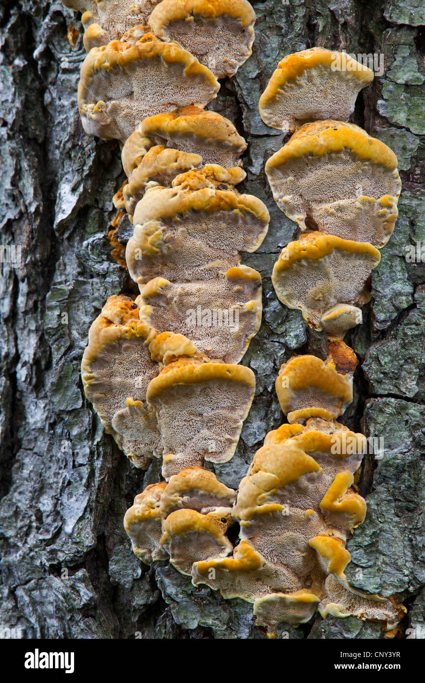 alder bracket (Inonotus radiatus), closeup at a tree trunk, Germany, Saxony, Oberlausitz Stock Photo