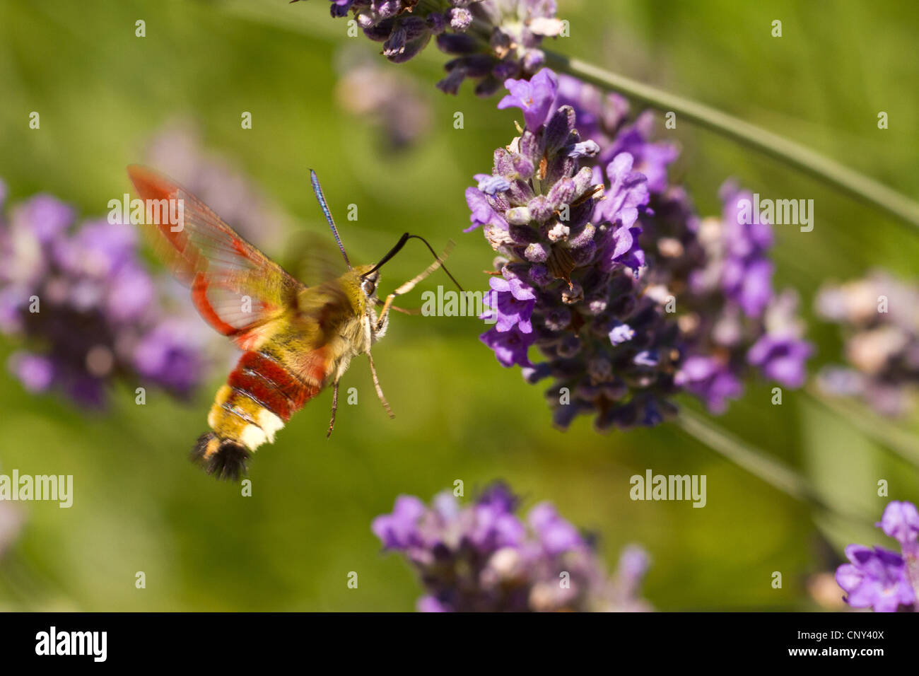 broad-bordered bee hawkmoth (Hemaris fuciformis), sucking nectar at lavender, Croatia, Istria Stock Photo