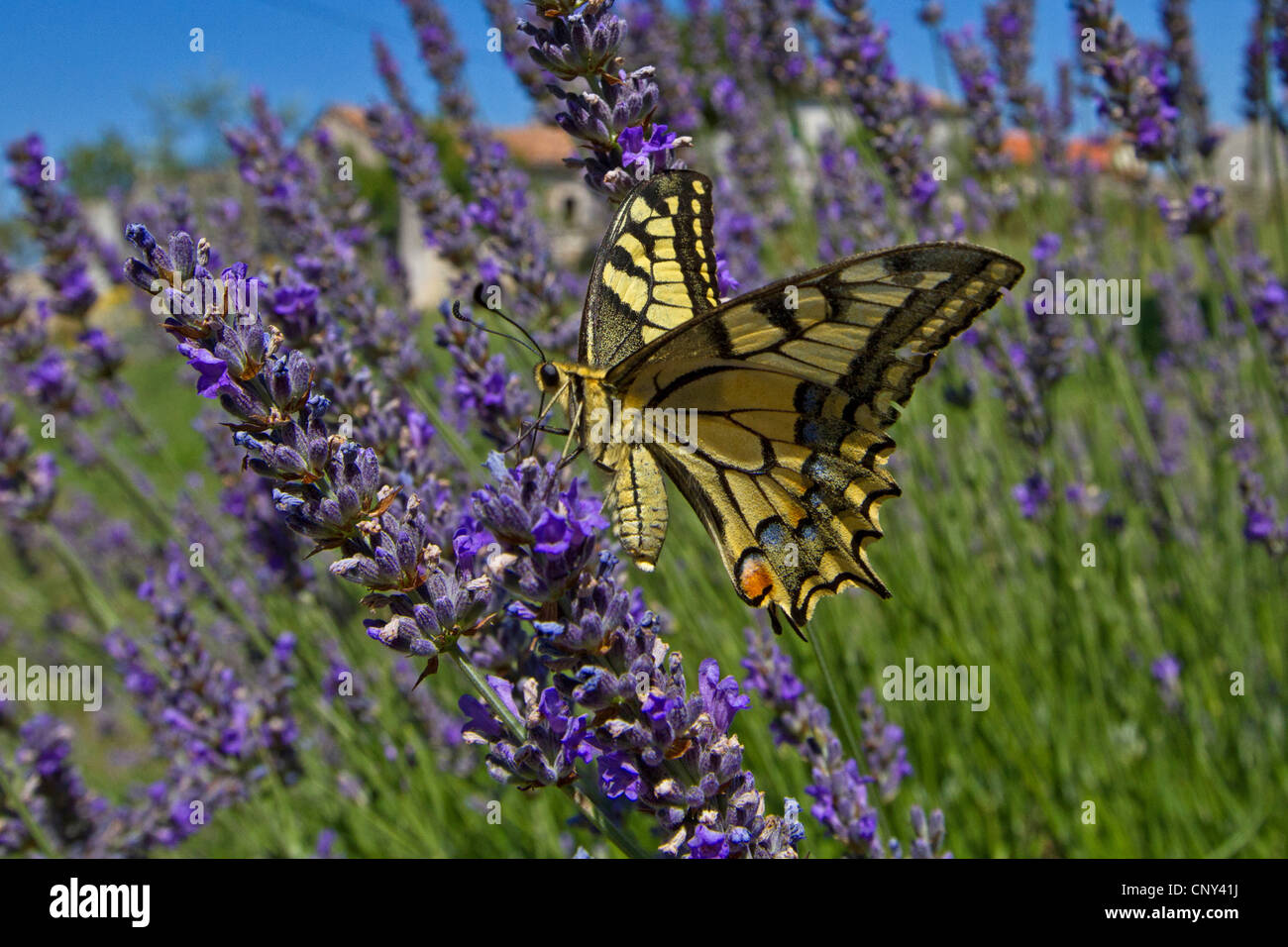 swallowtail (Papilio machaon), sucking nectar at lavender, Croatia, Istria Stock Photo