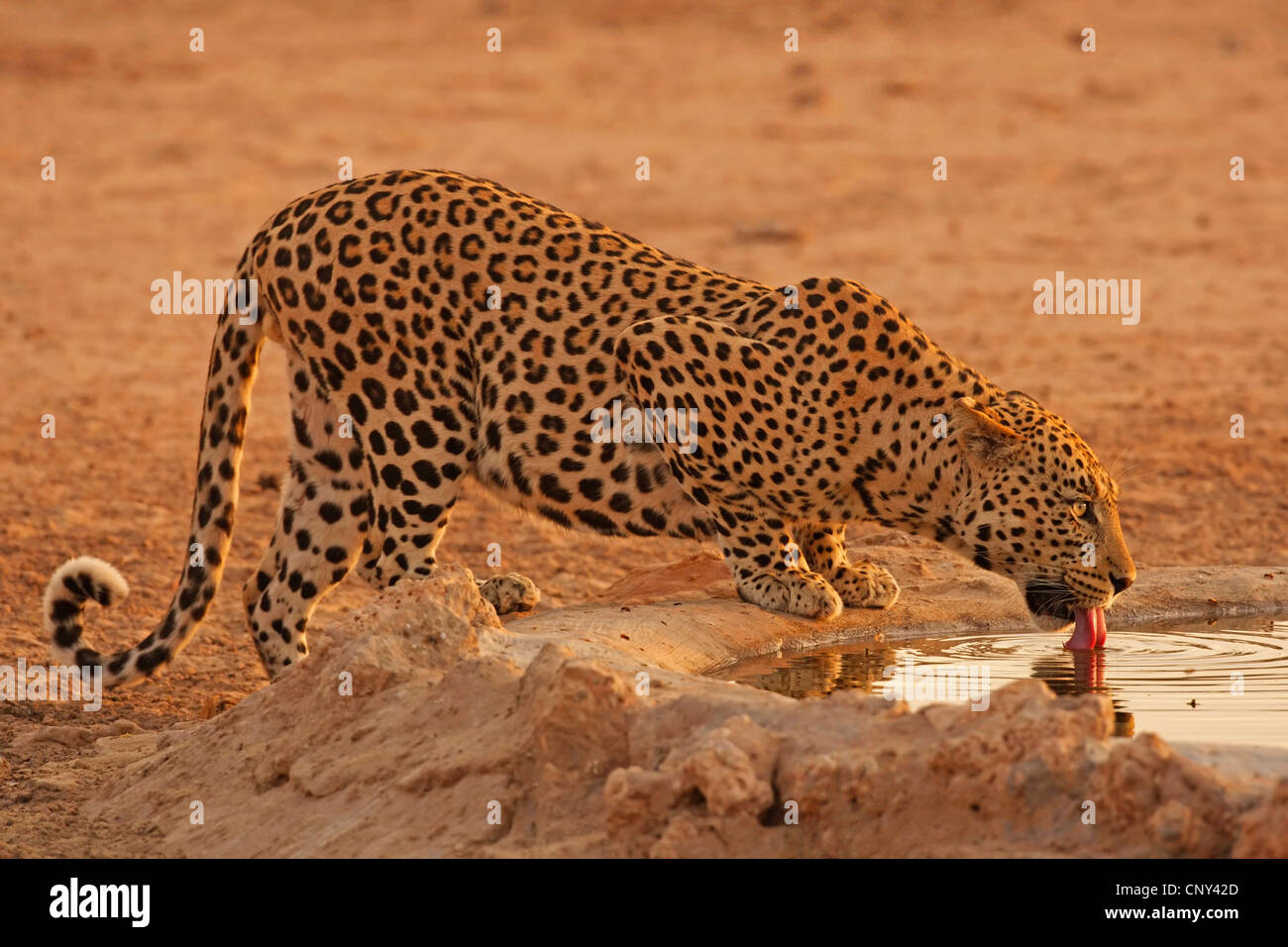 leopard (Panthera pardus), drinking at a waterhole Stock Photo