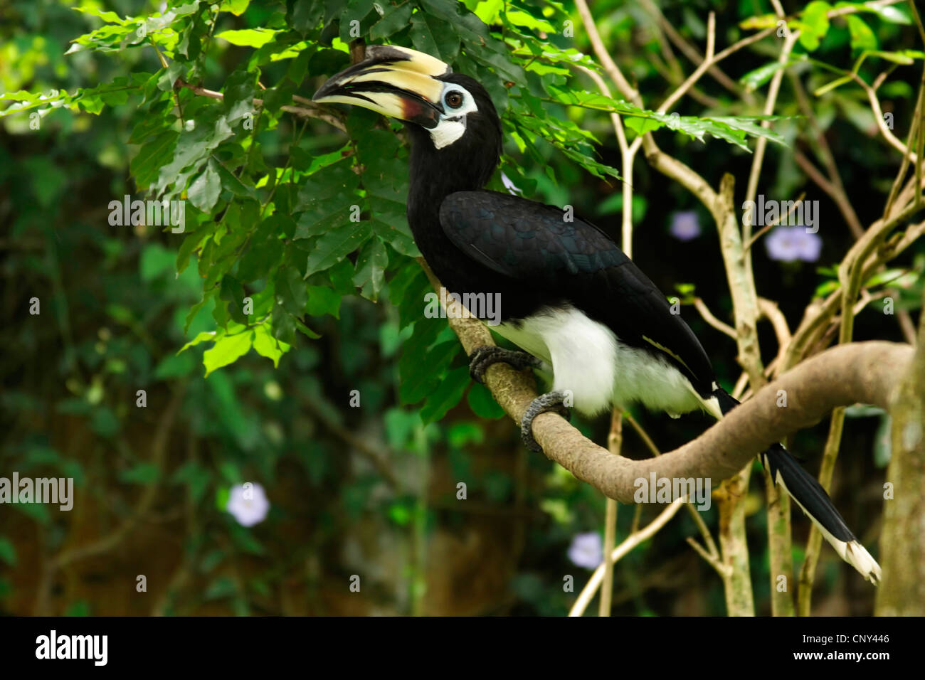 malabar pied hornbill (Anthracoceros coronatus), sitting on a branch, Malaysia, Sabah, Lok Kawi Wildlife Park, Borneo Stock Photo