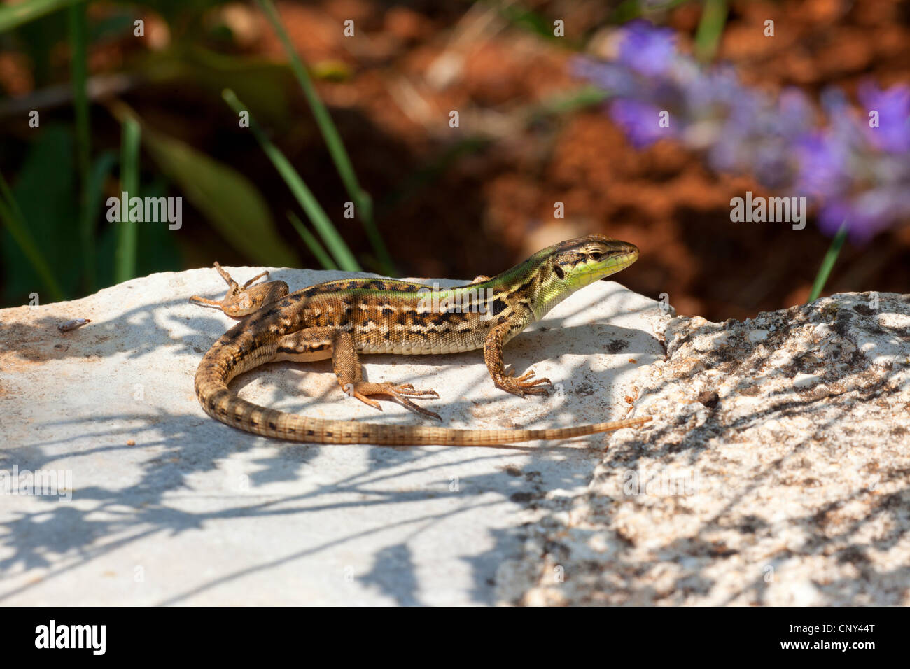 Italian wall lizard, ruin lizard, European wall lizard (Podarcis sicula, Lacerta sicula), sunbathing on a stone, Croatia, Istria Stock Photo