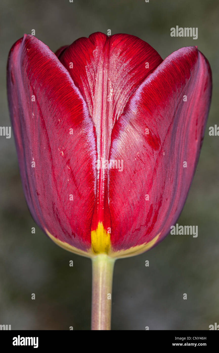 Tulip texture Stock Photo