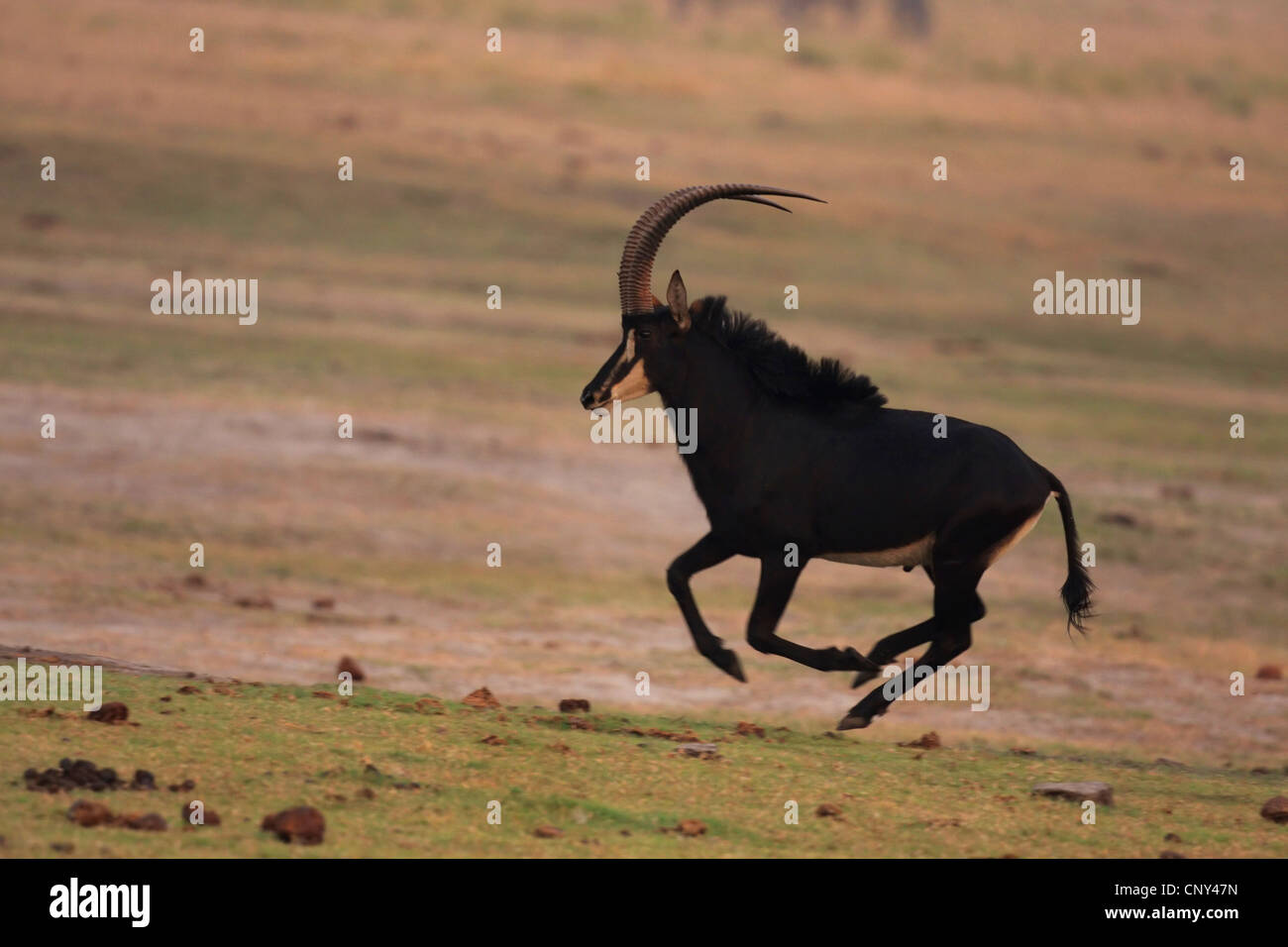 sable antelope (Hippotragus niger), running, Botswana, Chobe National Park Stock Photo