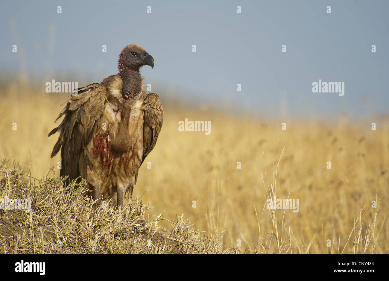 African white-backed vulture (Gyps africanus), sitting on the ground, Kenya, Masai Mara National Park Stock Photo