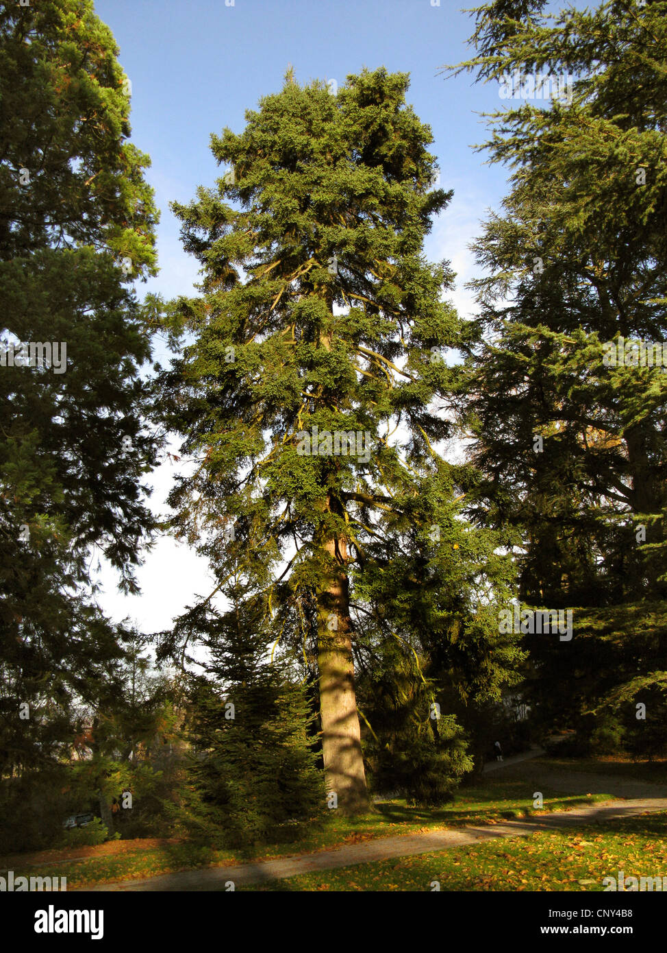 Spanish fir (Abies pinsapo), in a park Stock Photo