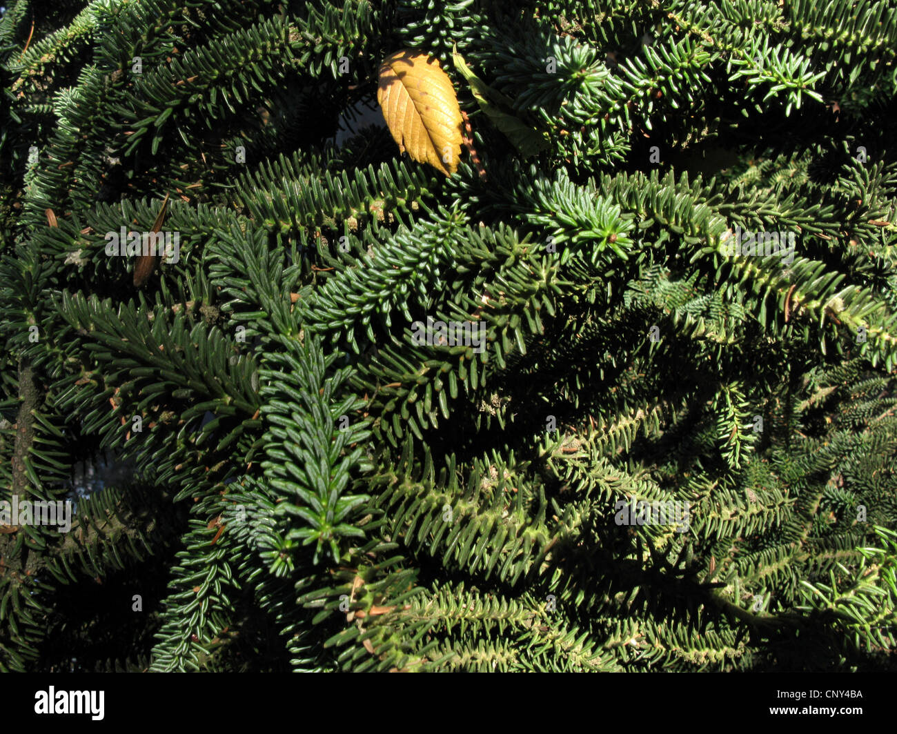 Spanish fir (Abies pinsapo), branches Stock Photo