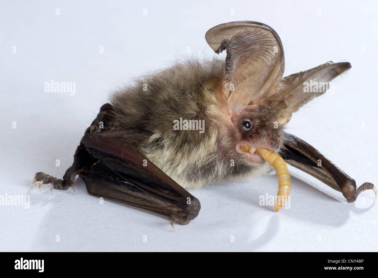 brown long-eared bat, common long-eared bat (Plecotus auritus), on the