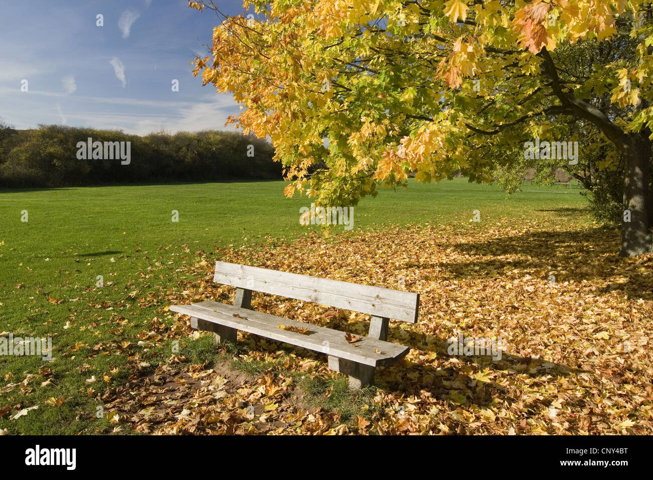 Park bench in front of tree hi-res stock photography and images - Alamy