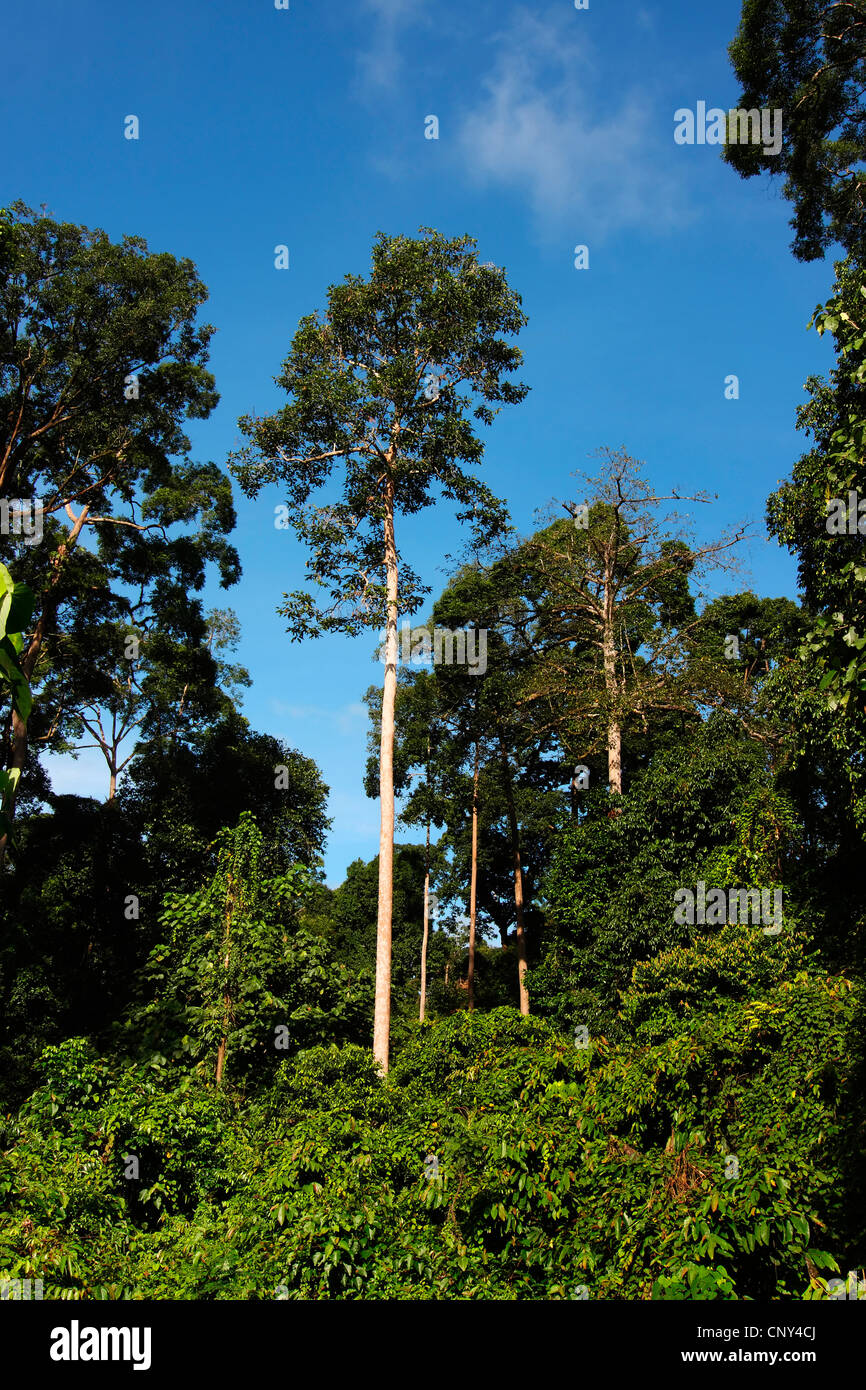 view into the tree tops of the tropical rain forest, Malaysia, Sabah, Sepilok Nature Reserve, Borneo Stock Photo
