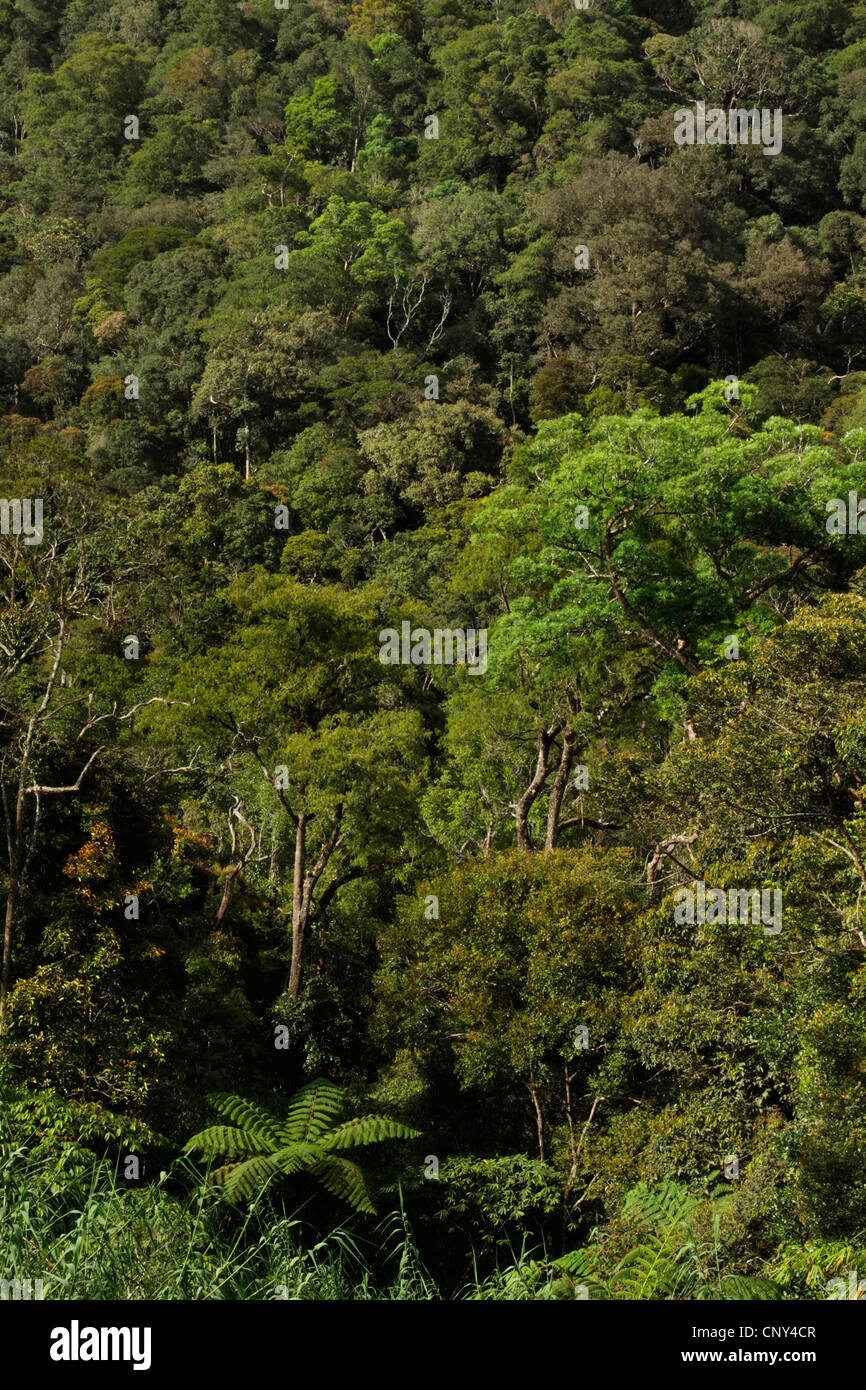 view from above on the tropical rain forest, Malaysia, Sabah, Kinabalu National Park, Borneo Stock Photo