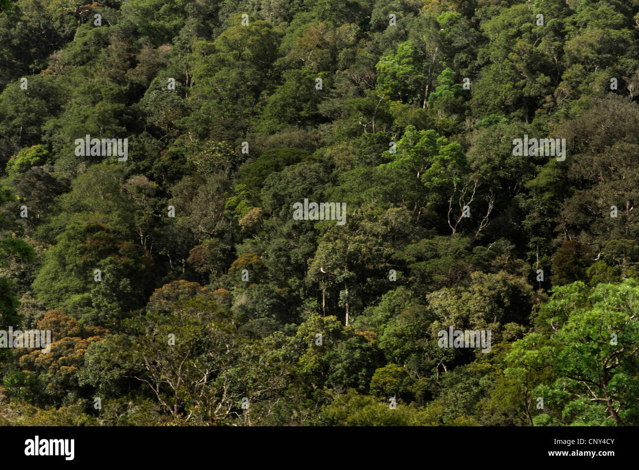 view from above on the tropical rain forest, Malaysia, Sabah, Kinabalu National Park, Borneo Stock Photo