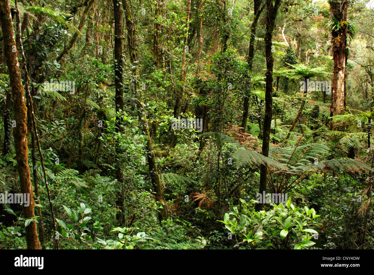 view through the tropical rain forest, Malaysia, Sabah, Kinabalu National Park, Borneo Stock Photo