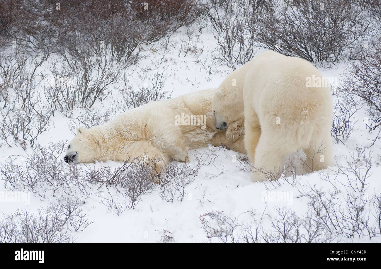 Polar bears wrestling in the snow, Churchill, Canada Stock Photo