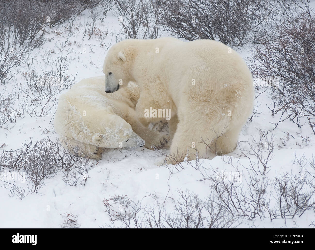 Polar bears wrestling in the snow, Churchill, Canada Stock Photo